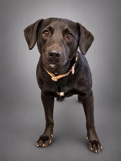 An adult large-sized female German Shepherd Dog dog named Lady for adoption in Bowling Green, KY