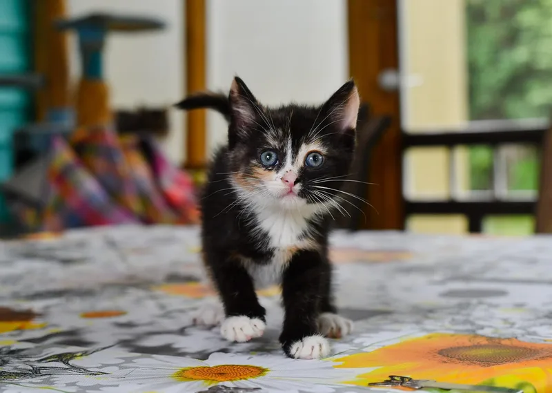 A baby medium-sized female Calico Domestic Short Hair cat named Miata for adoption in Hermitage, PA