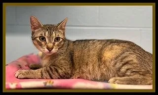 A young medium-sized female Domestic Short Hair cat named Arabelle for adoption in Peoria, IL