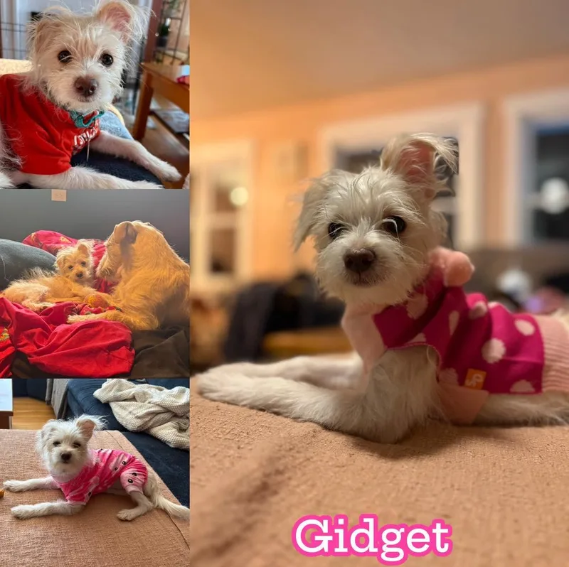 Gidget thumbnail 2