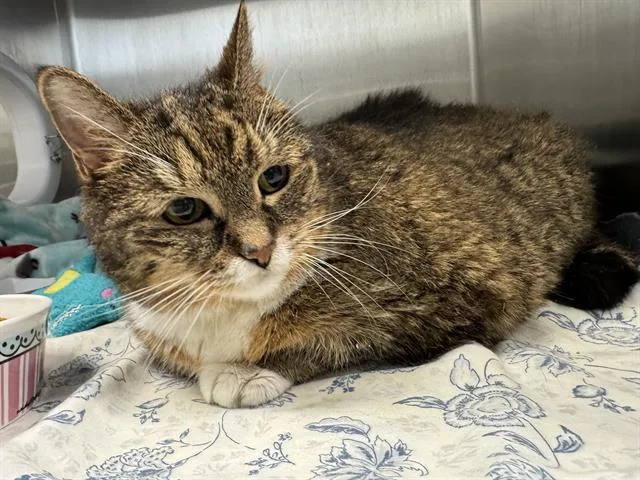 A senior large-sized female Domestic Short Hair cat named Shirley for adoption in Centerville, MA