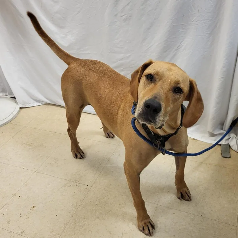 An adult medium-sized male Yellow / Tan / Blond / Fawn Mixed Breed dog named Pumpkin for adoption in Lake Panasoffkee, FL