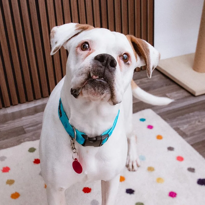 An adult medium-sized female Boxer dog named Lakitu for adoption in Los Angeles, CA