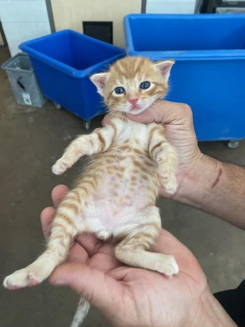 A baby medium-sized male Domestic Short Hair cat named Mufasa for adoption in Dallas, TX