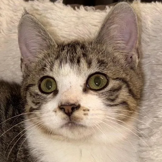 A young medium-sized male Gray / Blue / Silver Domestic Short Hair cat named Leif for adoption in Austin, TX