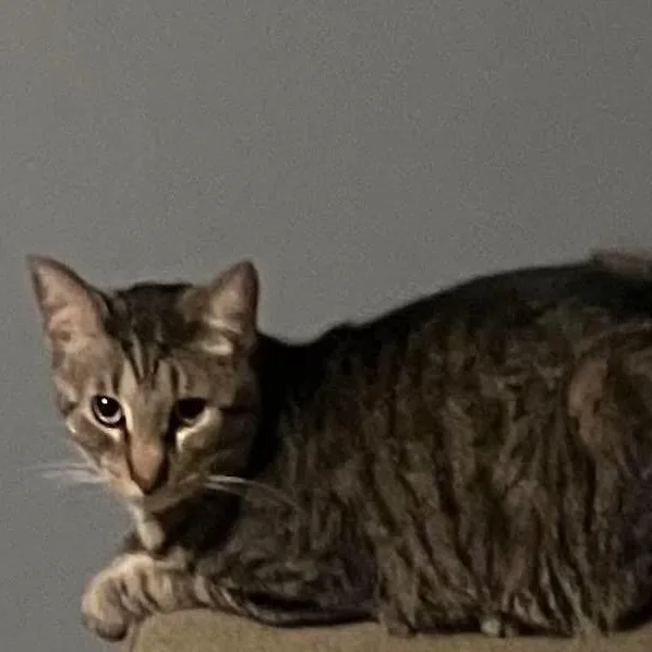 Lil Homie thumbnail 2