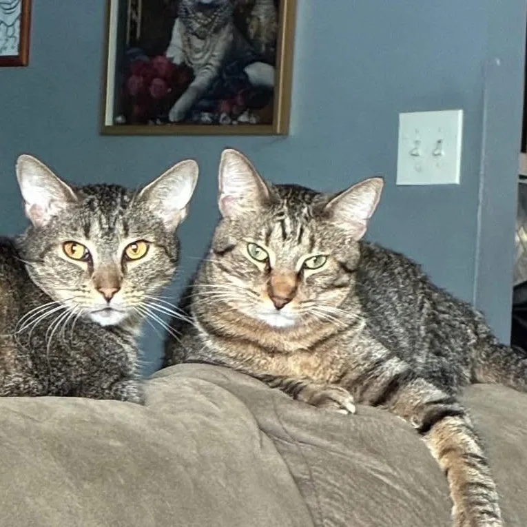 Lil Homie thumbnail 3