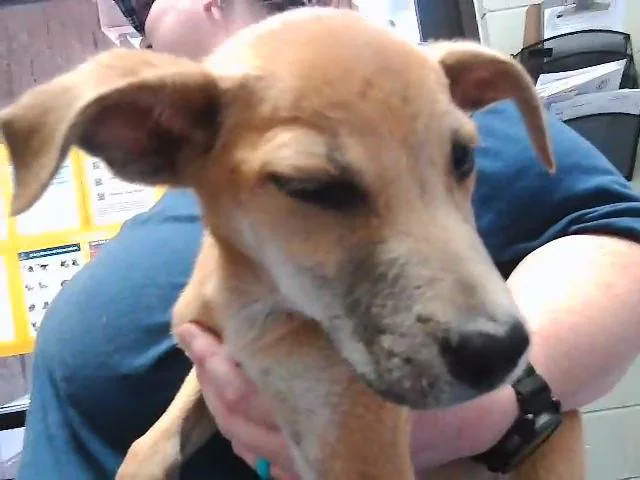 A baby small-sized female Pit Bull Terrier dog named Kyra for adoption in Tulsa, OK