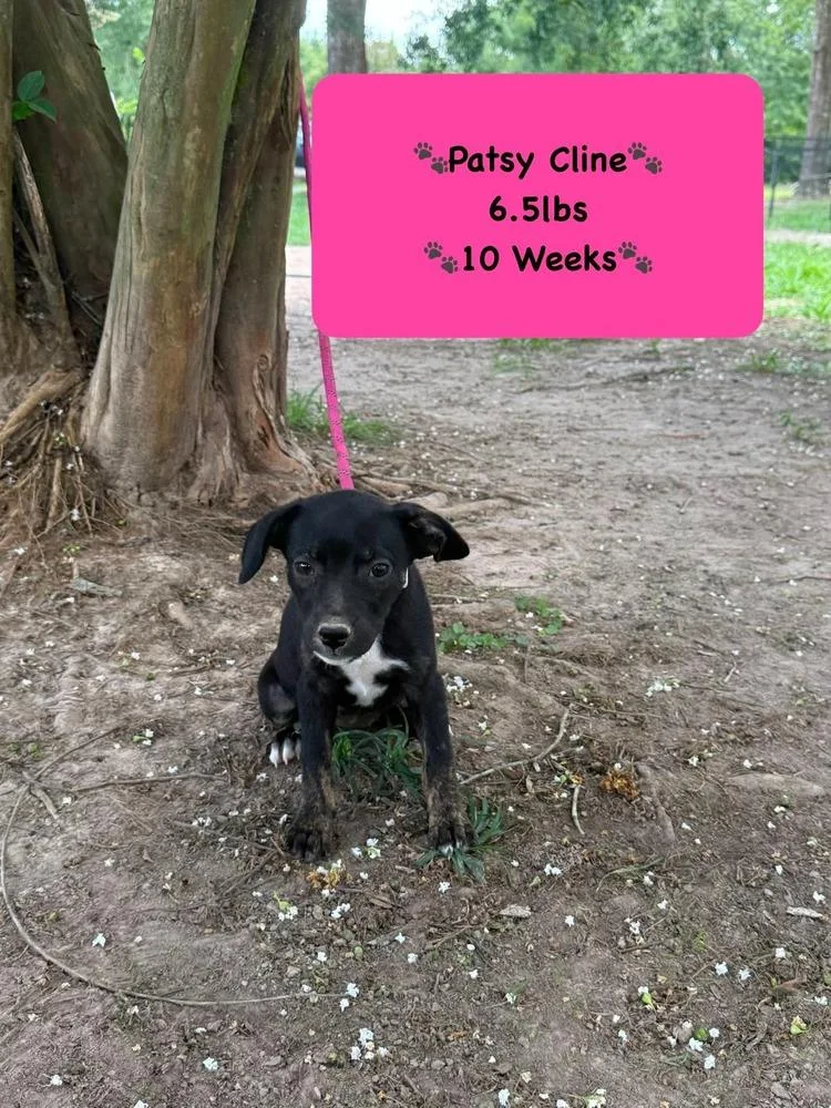 A baby medium-sized female Black Rhodesian Ridgeback dog named Patsy for adoption in Syracuse, NY