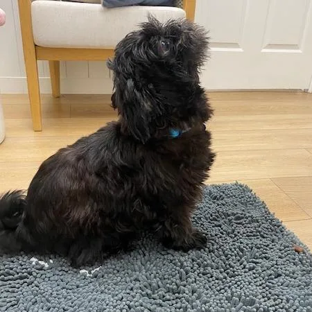 An adult small-sized male Black Shih Tzu dog named Gizmo for adoption in Chesapeake, VA