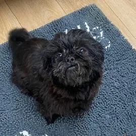 Gizmo thumbnail 2