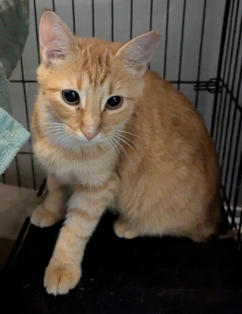 A young small-sized male Tabby (Orange / Red) Domestic Short Hair cat named Bjorno for adoption in Seven Valleys, PA
