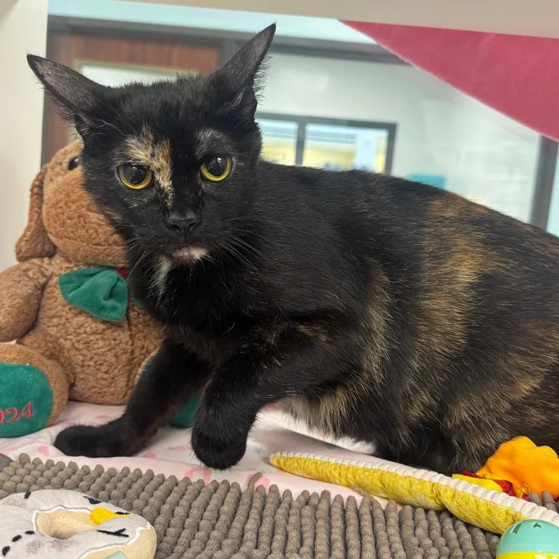 An adult medium-sized female Black Domestic Short Hair cat named Sabrina for adoption in West Palm Beach, FL