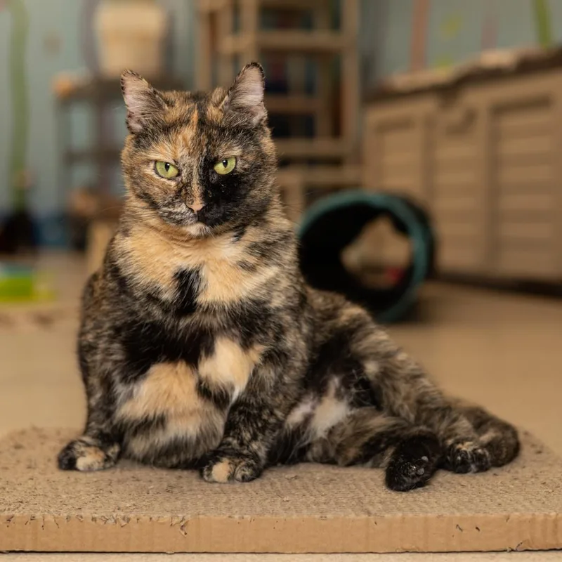 An adult small-sized female Tortoiseshell Domestic Short Hair cat named Chappell Roan for adoption in Evansville, IN