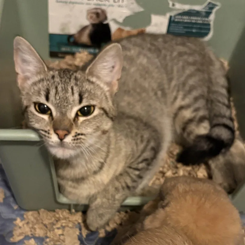 A young medium-sized female Domestic Short Hair cat named Calista for adoption in Rochester, NY