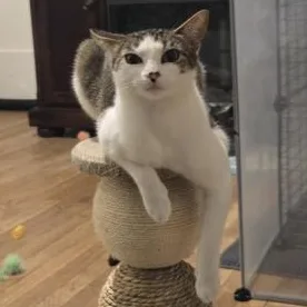 A young small-sized female Domestic Short Hair cat named Sylvia for adoption in Liverpool, TX