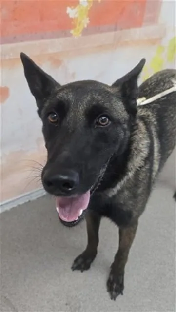 An adult medium-sized female Belgian Shepherd / Malinois dog named Reagan for adoption in San Bernardino, CA