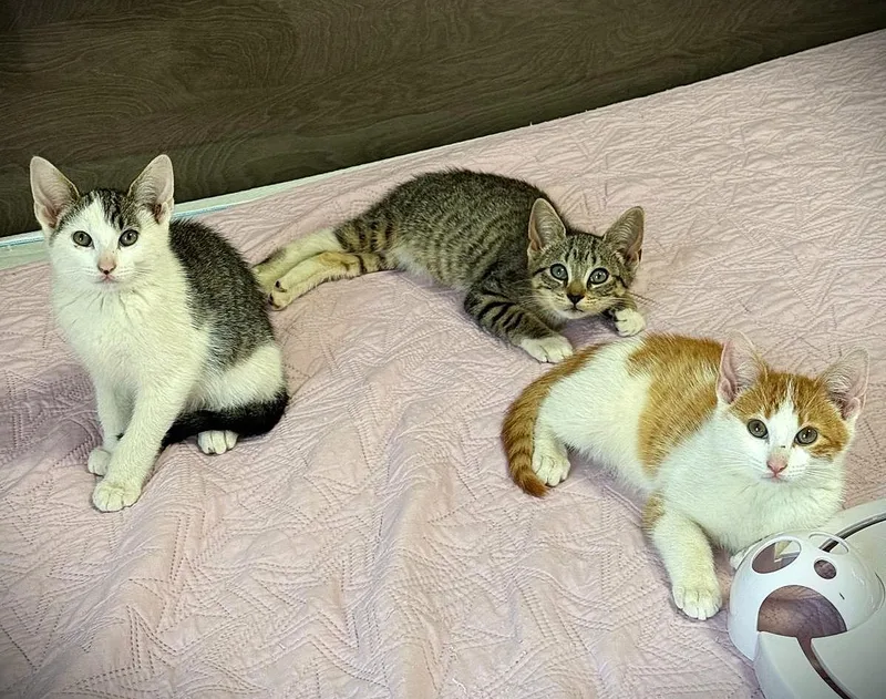 A baby large-sized male Orange & White American Shorthair cat named Coon Boots & for adoption in Brooklyn, NY