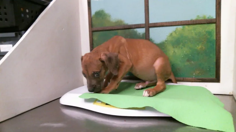 A baby small-sized male Staffordshire Bull Terrier dog named A for adoption in Houston, TX