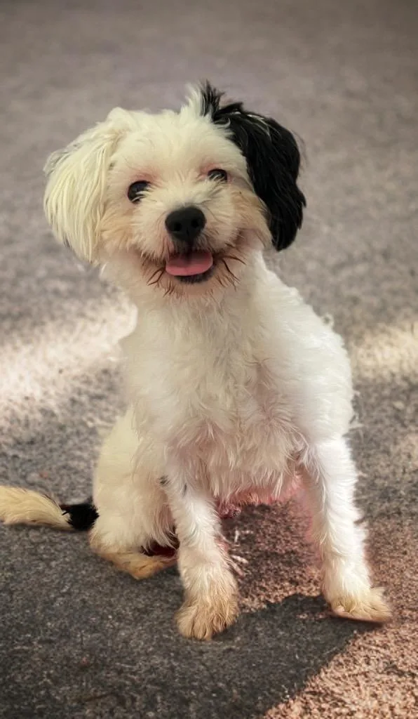 A young small-sized male Maltese dog named Beckett for adoption in Dalton, GA