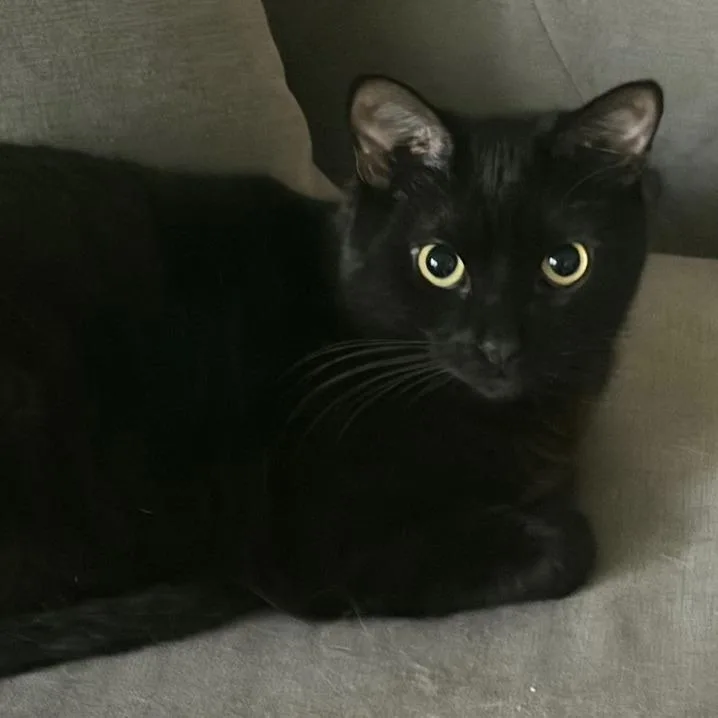 A young small-sized female Black Domestic Short Hair cat named Emerald for adoption in Los Angeles, CA