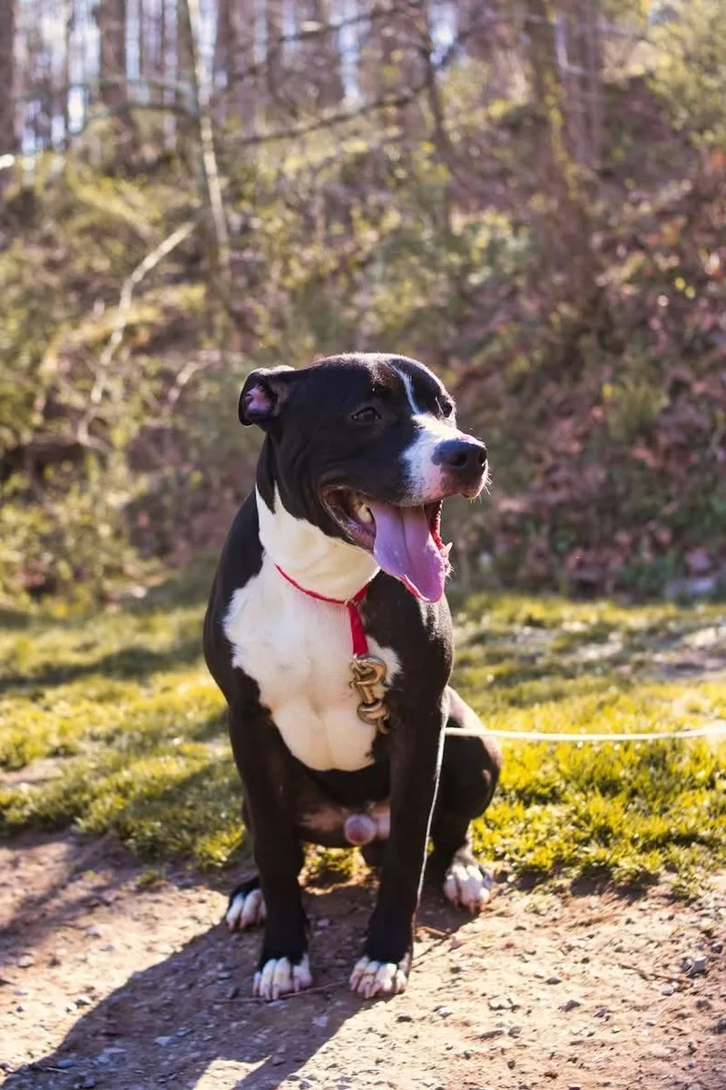 A young large-sized male Black Pit Bull Terrier dog named Niko for adoption in Grafton, WV