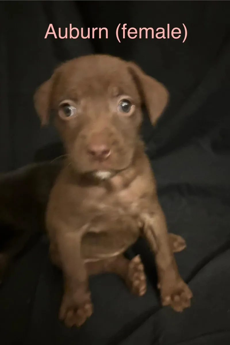 A baby medium-sized female Labrador Retriever dog named Auburn  The Campus for adoption in Holly Springs, NC