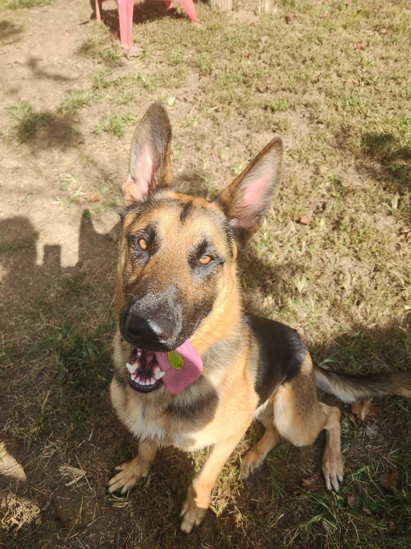 A young large-sized male Black German Shepherd Dog dog named Frank for adoption in Marshall, NC