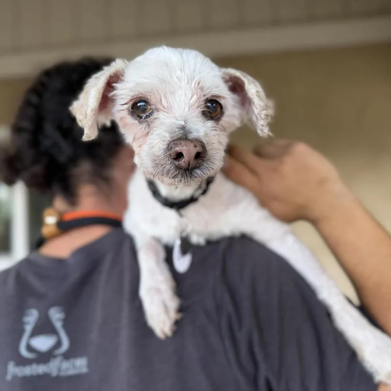 A senior small-sized male White / Cream Maltese dog named Chalupa for adoption in Ramona, CA