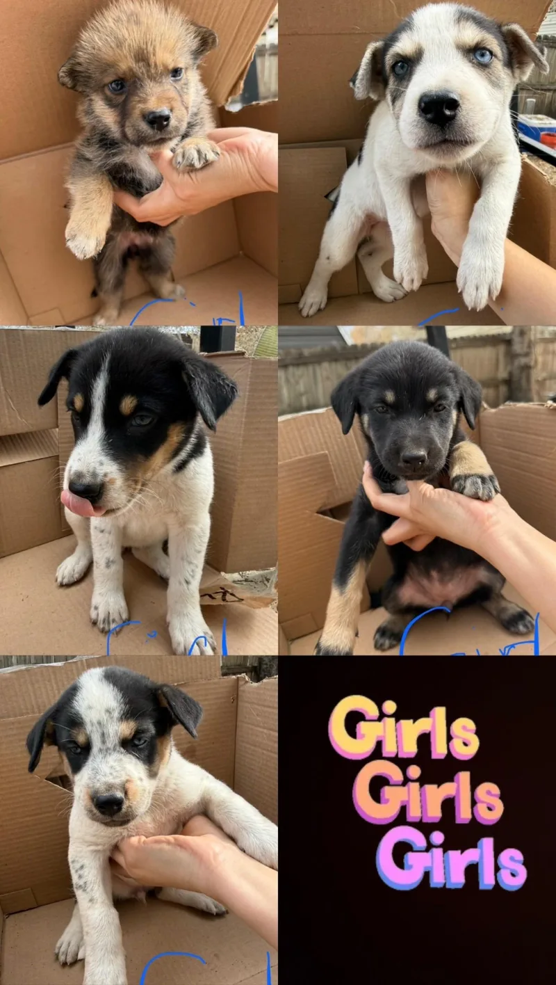 A baby medium-sized female Australian Cattle Dog / Blue Heeler dog named Ms.Queen Lola for adoption in Haslet, TX