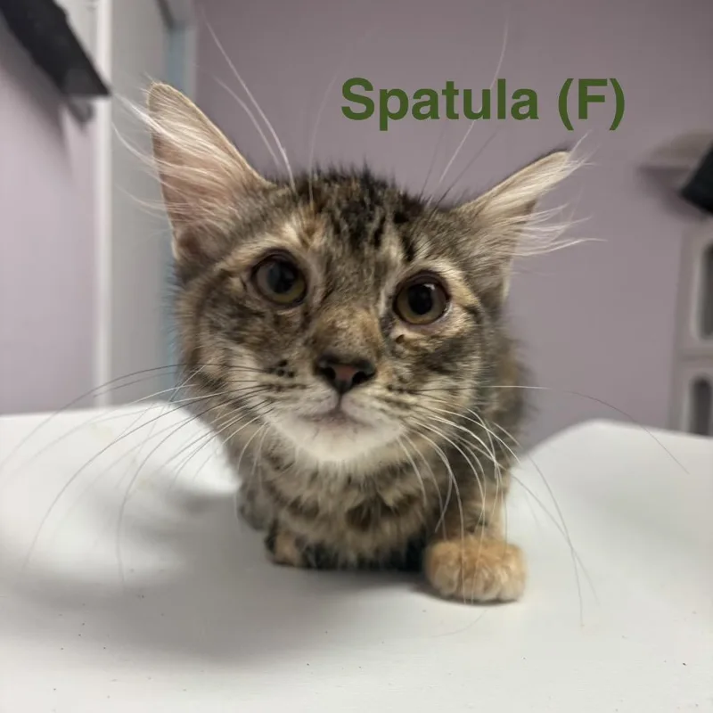 A baby medium-sized male Buff & White Domestic Short Hair cat named The Baking Litter for adoption in Grass Valley, CA