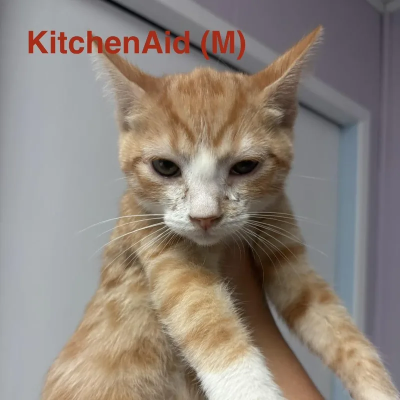 The Baking Litter thumbnail 5