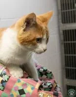 An adult large-sized male Orange / Red Domestic Short Hair cat named Sigma for adoption in Potsdam, NY