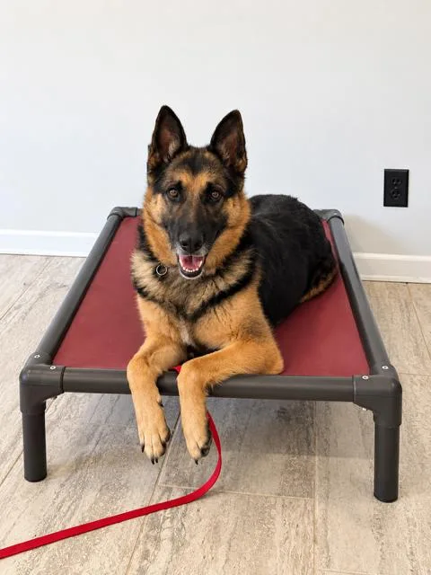 An adult large-sized female Black German Shepherd Dog dog named Salsa for adoption in New Rochelle, NY