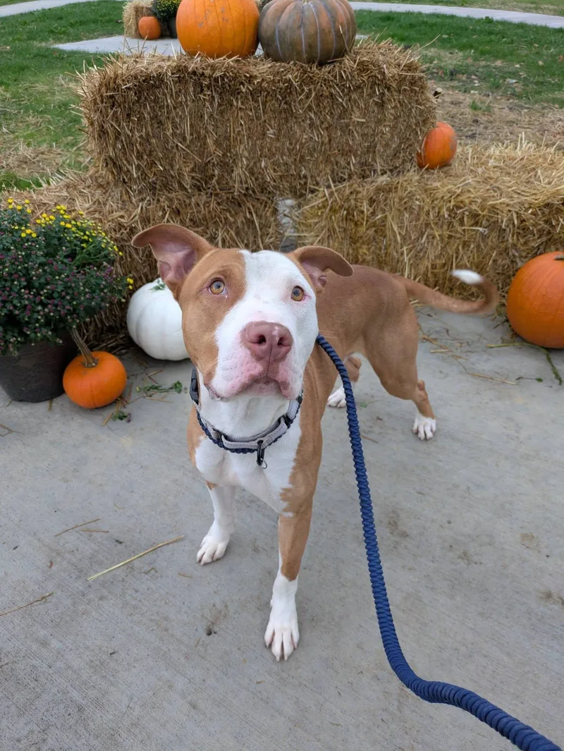 A young medium-sized male Yellow / Tan / Blond / Fawn Pit Bull Terrier dog named Howler for adoption in Cleveland, OH