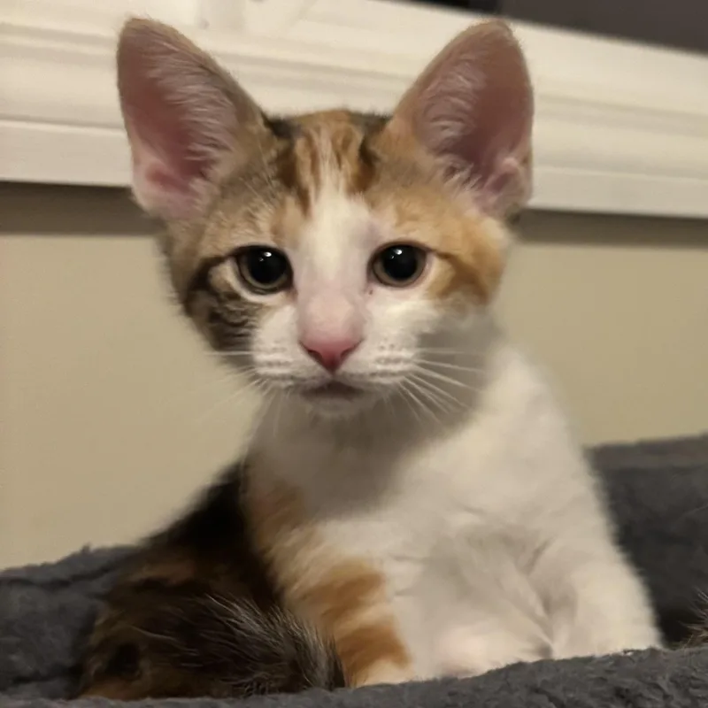 A baby medium-sized female Calico Domestic Short Hair cat named Tiger Lily for adoption in Renton , WA