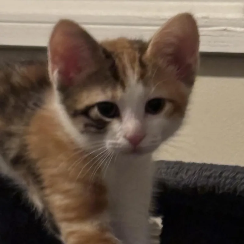 Tiger Lily thumbnail 2