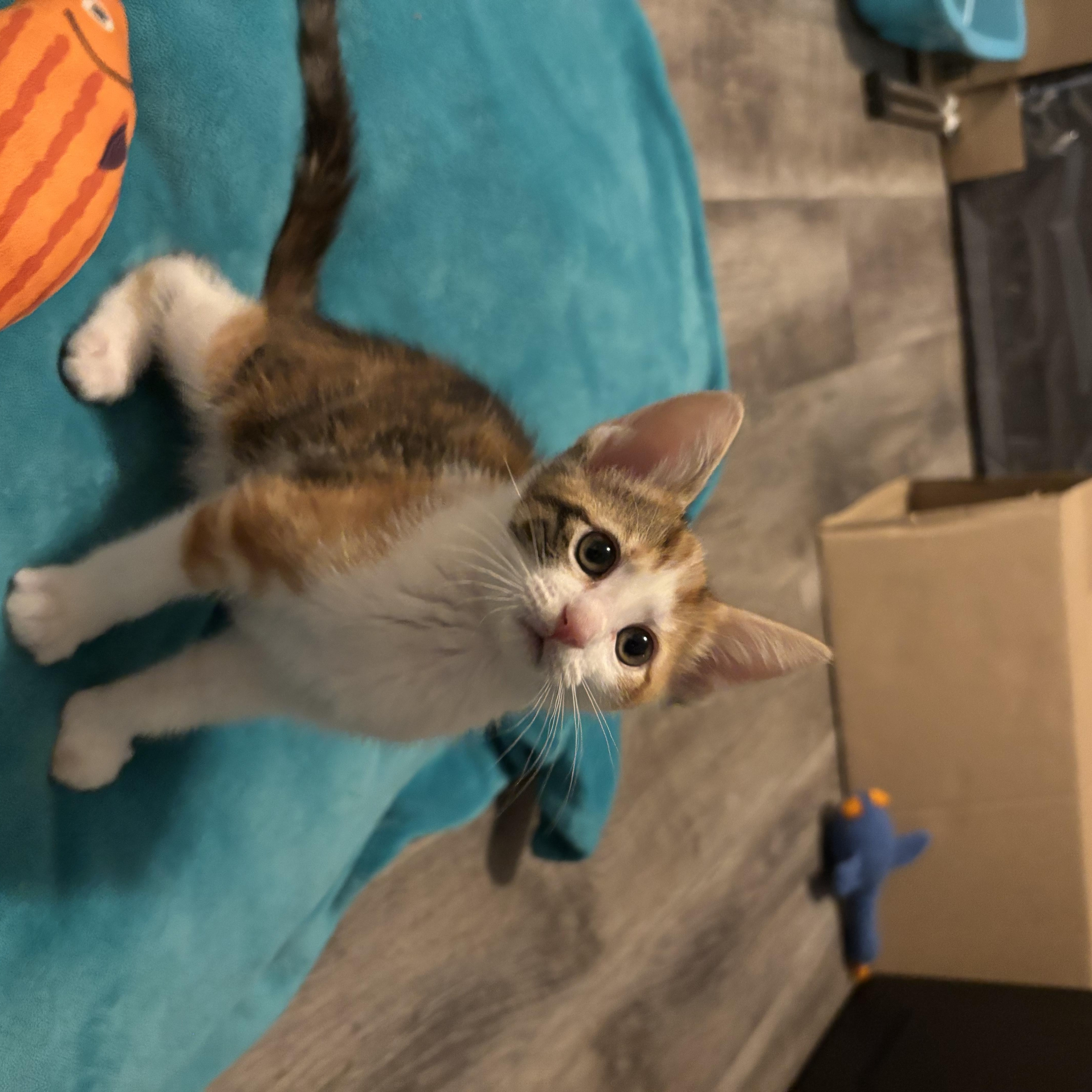 Tiger Lily thumbnail 3