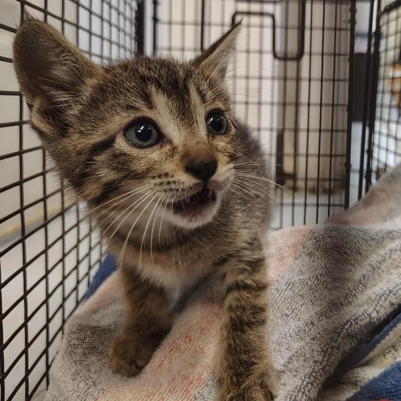 A baby small-sized male Brown / Chocolate Domestic Short Hair cat named Csasstray for adoption in Springtown, TX