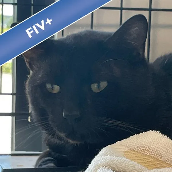 An adult small-sized male Domestic Short Hair cat named Marcel for adoption in Des Moines, IA