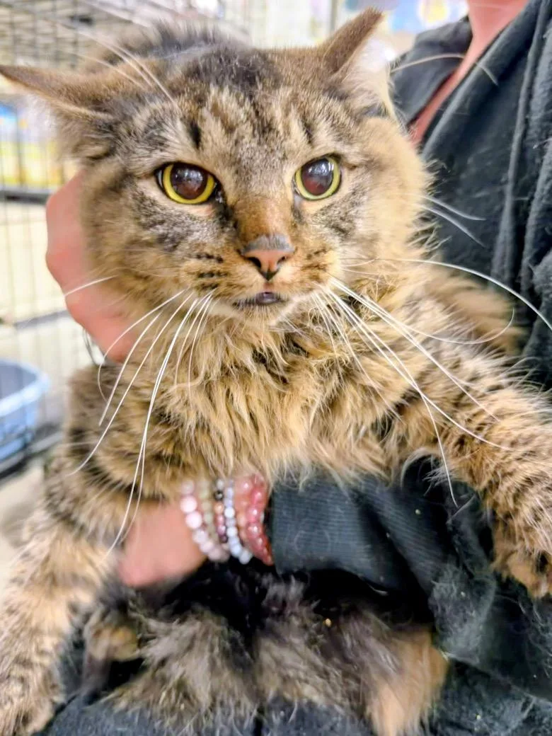 Wimbledon thumbnail 2