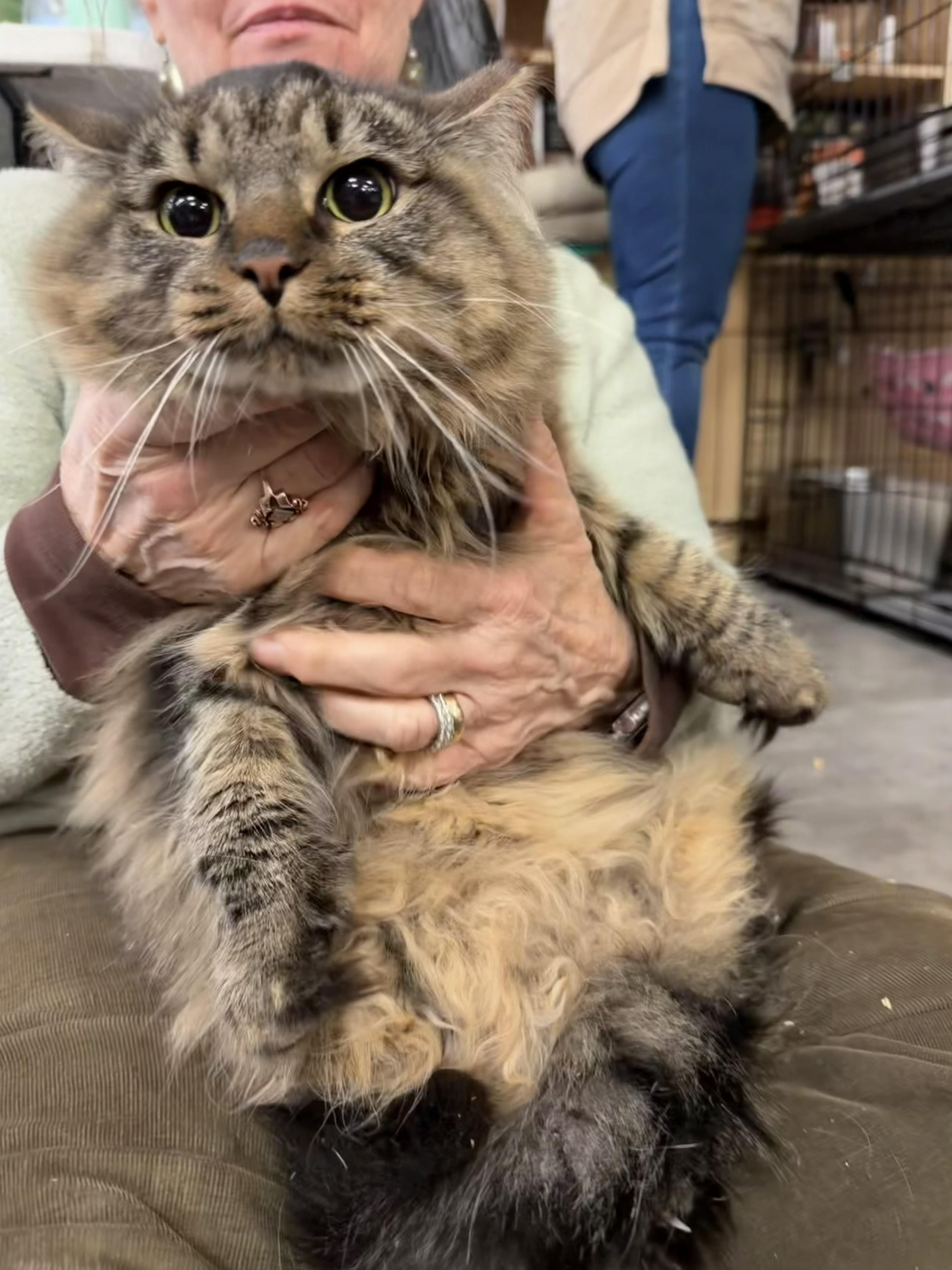 Wimbledon thumbnail 4