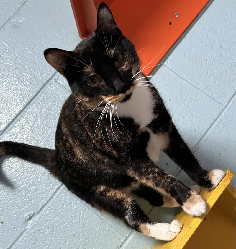A baby small-sized female Tortoiseshell cat named Rosie CCHS for adoption in Locust Grove, GA