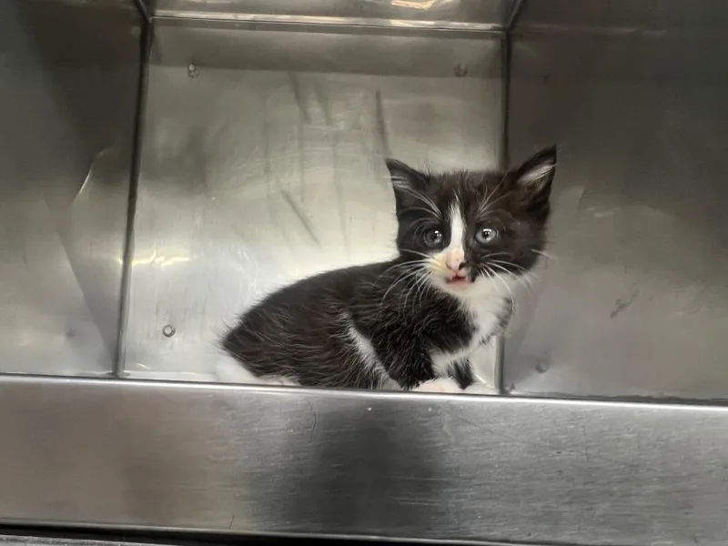 A baby small-sized female Domestic Short Hair cat named Goldilocks for adoption in Murray, KY