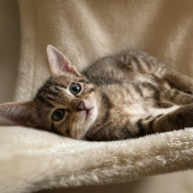 A baby small-sized female Tabby (Brown / Chocolate) Domestic Short Hair cat named Ginger for adoption in Liverpool, TX