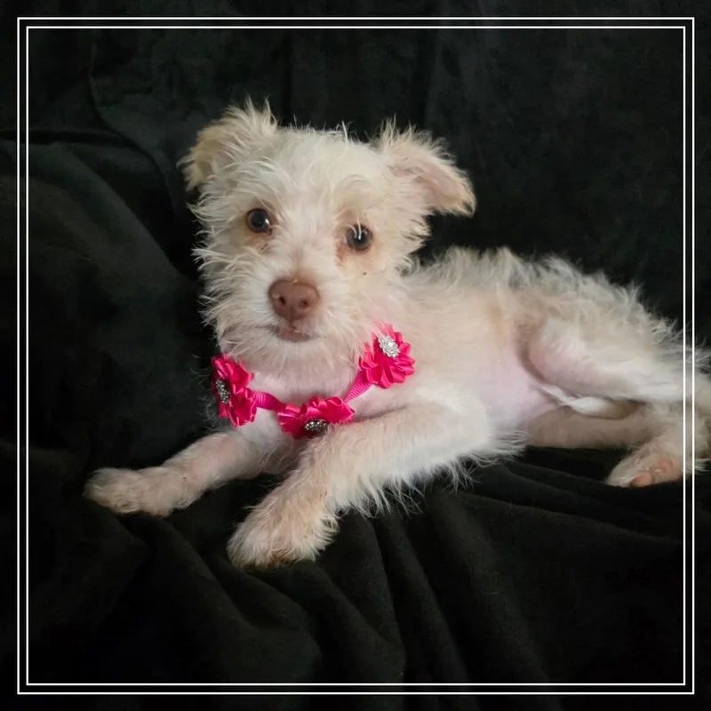 A baby small-sized female White / Cream Terrier dog named Nada for adoption in Chandler, AZ