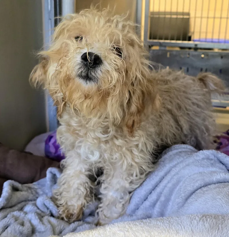 An adult small-sized female Yellow / Tan / Blond / Fawn Terrier dog named 26-203 for adoption in Amityville, NY