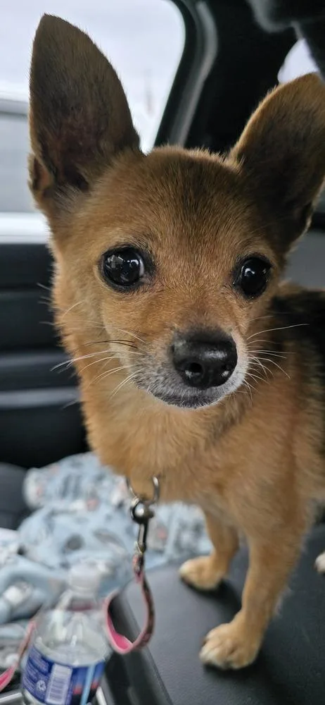 A senior small-sized female Brown / Chocolate Chihuahua dog named Ella for adoption in Woodbridge, VA