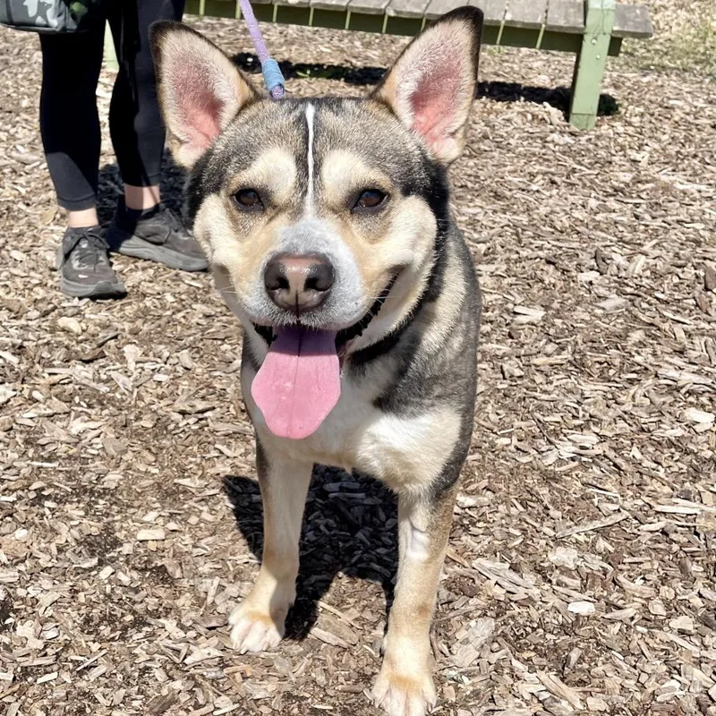 An adult medium-sized male Black Husky dog named Luffy for adoption in Deerfield, IL
