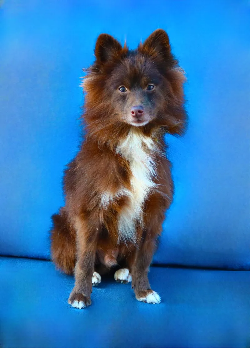 An adult small-sized male Pomeranian dog named Poppie for adoption in Pasadena, CA